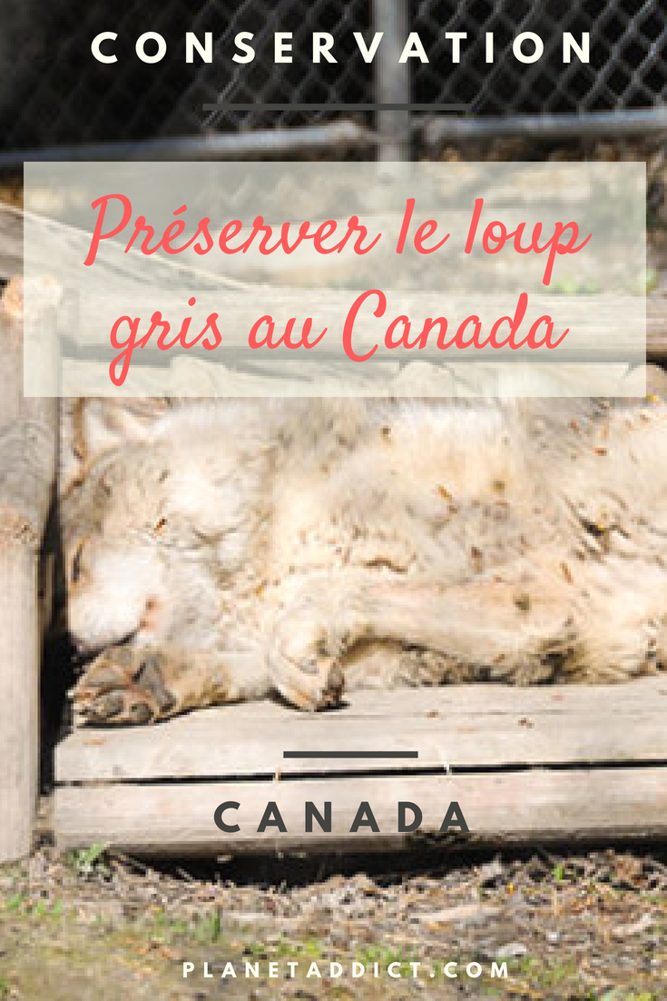 Pinterest - loup gris