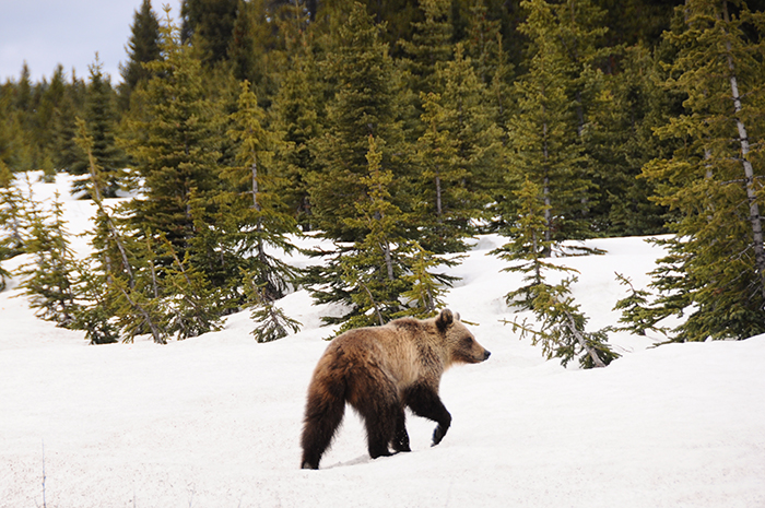 Road Trip en Voiture Canada / US : grizzli