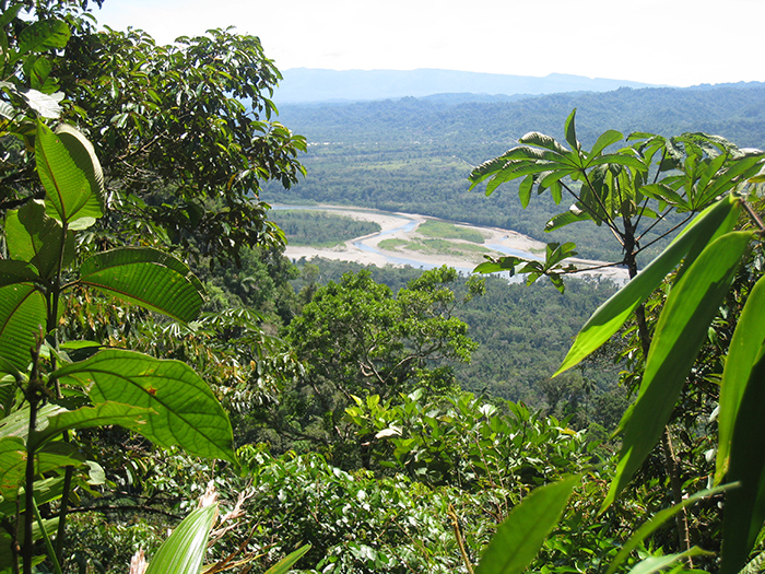 [FORET TROPICALE]IMG_0573©D.Tarrier