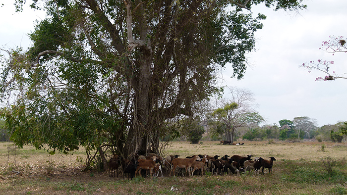 [TITI] sylvopastoralisme