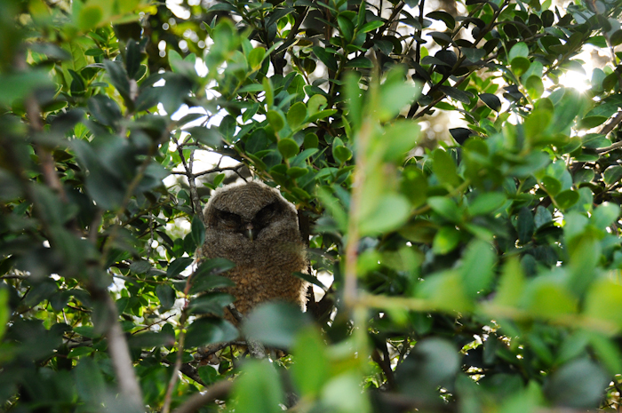 20150525-Palomino-007