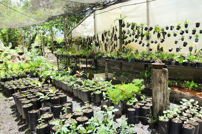 Pépinière Colombie