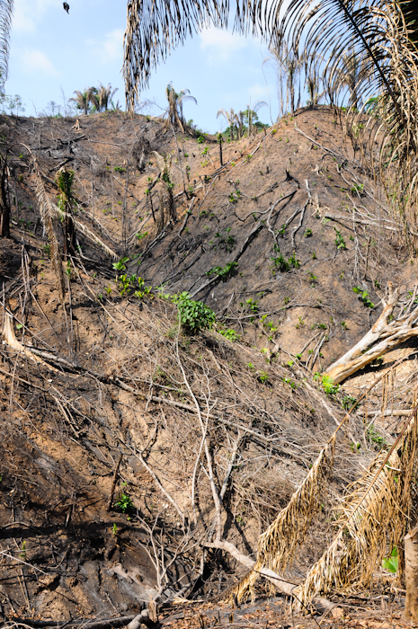 20150604-Palomino-049