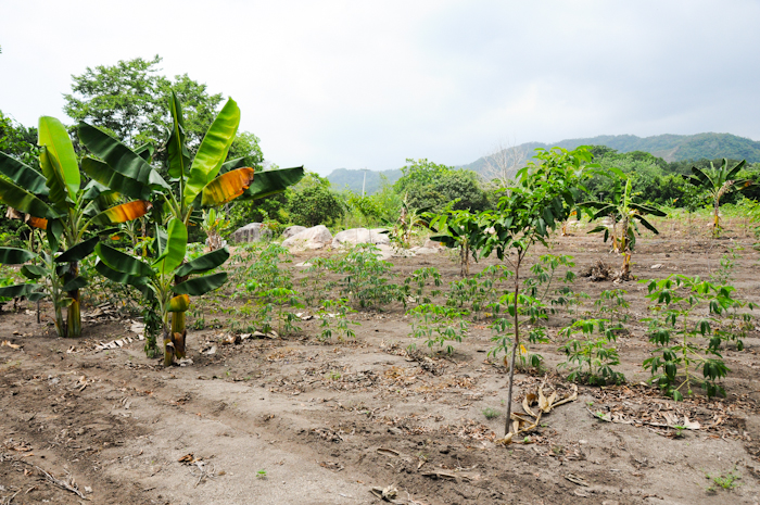 20150606-Palomino-022