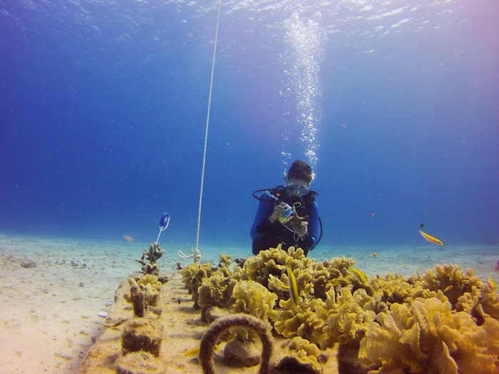 20150709-coral-002