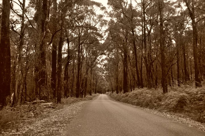 foret