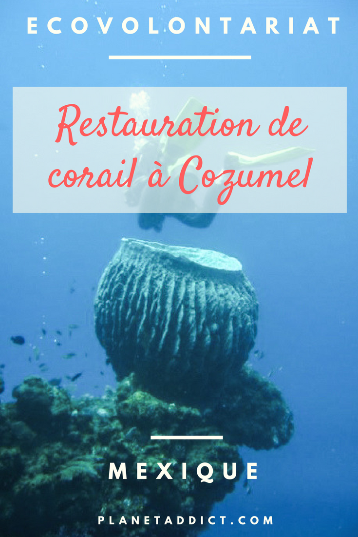 Pinterest-Corail