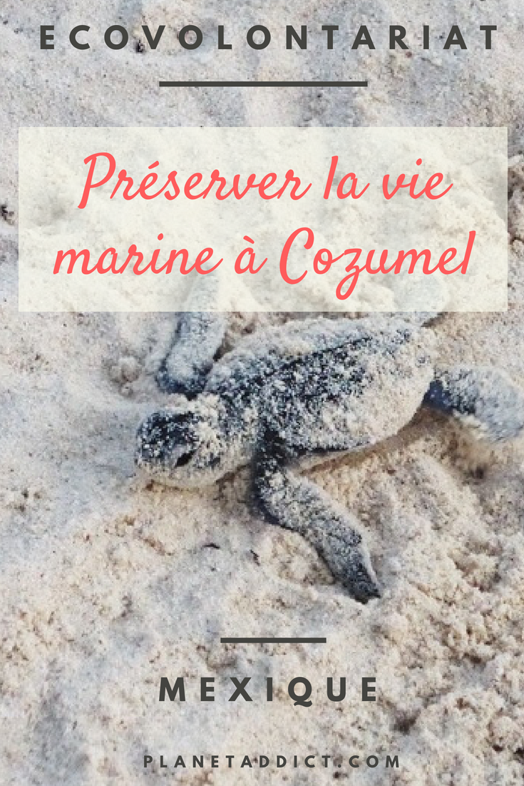 Pinterest-vie marine