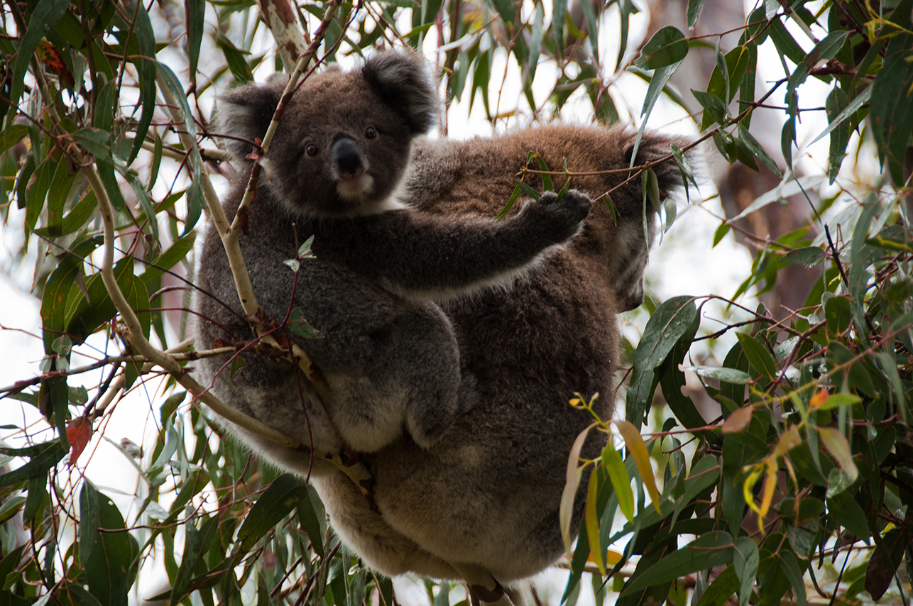 Koalas bébé