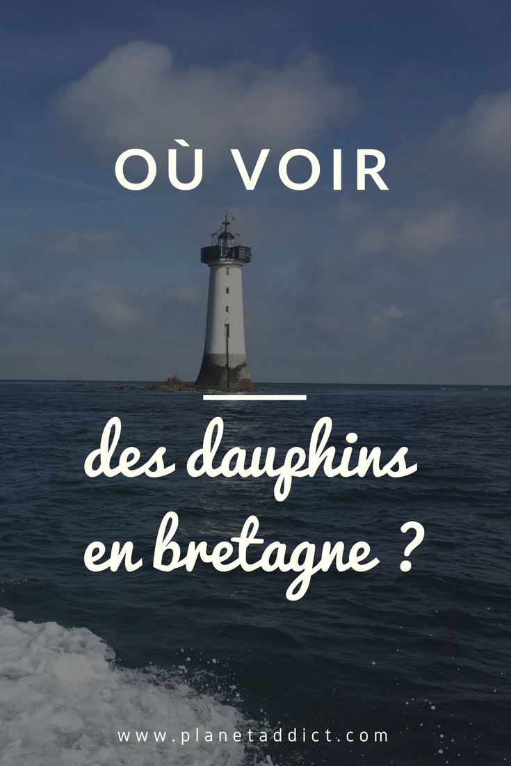 Pinterest-Dauphins belgique