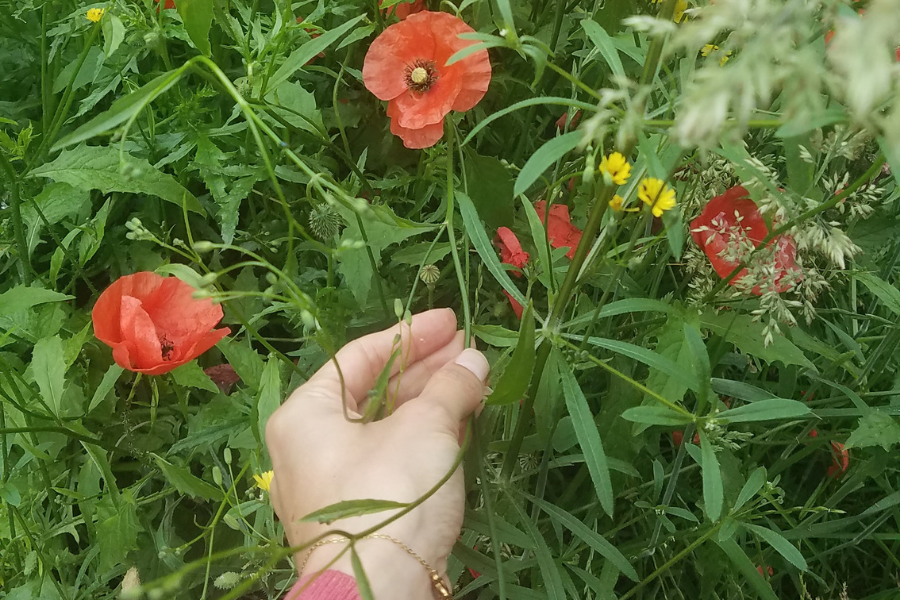 coquelicots