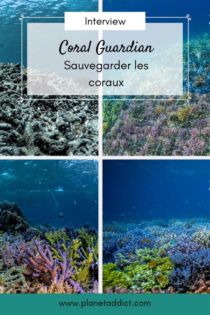 Pinterest-Coral-guardian