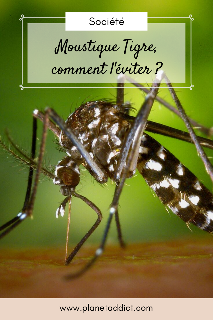 Pinterest-moustique-tigre
